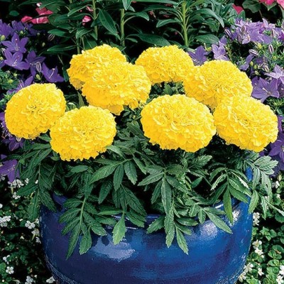 Aywal Marigold F2 Dwarf Double Orange Flower Seed(7 per packet)