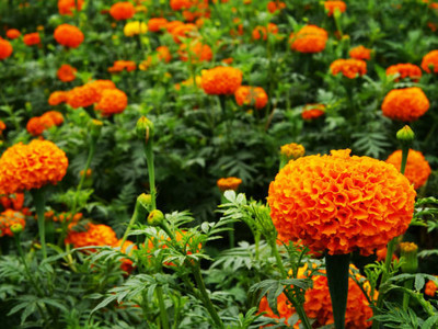 GardenUp marigold/gende ka phool flower seeds Seed(50 per packet)