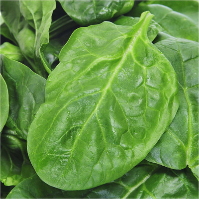 CYBEXIS LXI-5 - Giant Nobel Spinach - (2250 Seeds) Seed(2250 per packet)