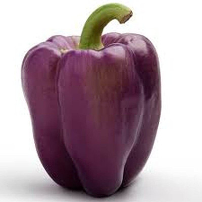 Aywal Purple Color Shimla mirch Seed(360 per packet)