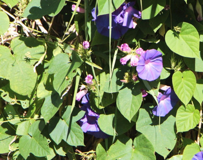 ZIXA Ipomoea purpurea 'Night' Seed(20 per packet)