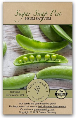 CYBEXIS LXI-56 - Sugar Snap Pea - (300 Seeds) Seed(300 per packet)