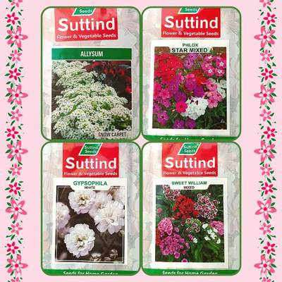 CYBEXIS Pack Of 4 FLOWER Seeds Seed(10 g)