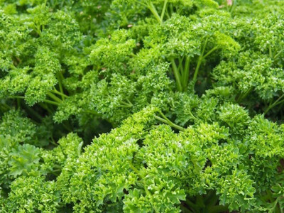 CYBEXIS KGF -71 - Forest Green Parsley - (2250 Seeds) Seed(2250 per packet)