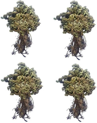 Shiv-Shakti Group Laxmana Booti, Sanjeevni Booti, Selaginella Bryopteris Seed(10 per packet)