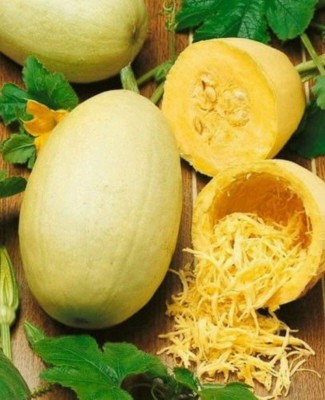 CYBEXIS NBIR-42 - Spaghetti Squash Zucchini Yellow - (675 Seeds) Seed(675 per packet)