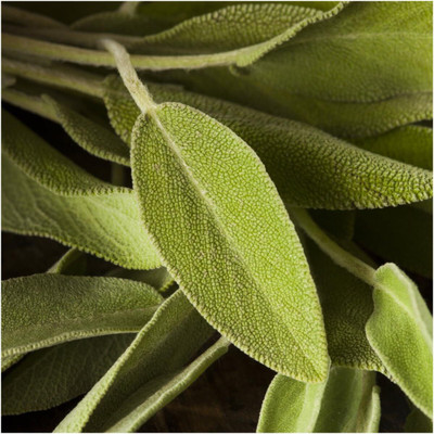 Qualtivate ICRA-3A Broad Leaved Sage(Salvia officinalis) Seed(100 per packet)