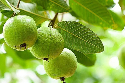 MAA Guava Seed(180 per packet)
