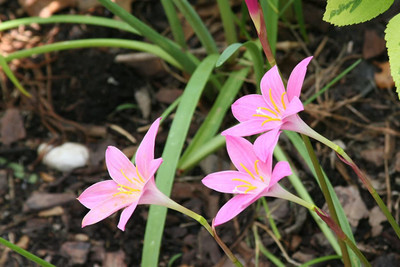 CYBEXIS LXI-39 - Zephyranthes Pink Rain Lily - (540 Seeds) Seed(540 per packet)