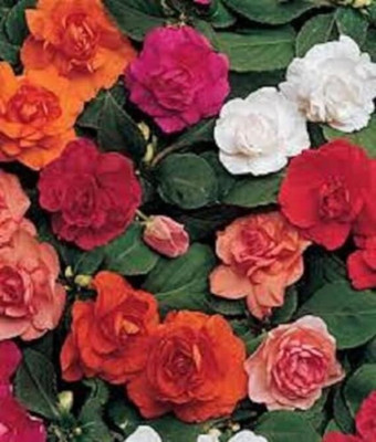 the green dotcom Impatients Flower Seed(20 per packet)