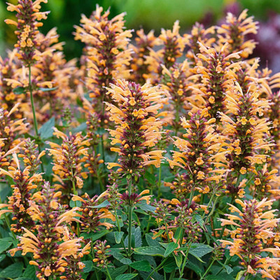 WILLVINE PUAS-251 Kudos Gold Hummingbird Mint Seeds Seed(200 per packet)