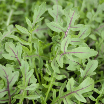 VibeX VXI-19 - Arugula - Dragon's Fire - (750 Seeds) Seed(750 per packet)