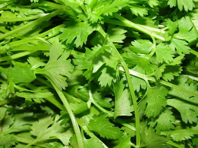 ZIXA Corriander culinary cilantro vegetable Seed(2000 per packet)