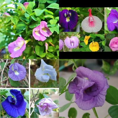 ibains Yellow butterfly pea flower seeds bij 19 Seed(19 per packet)