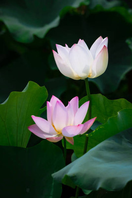 Hybrid maize SEEDS lotus,kamal seeds Seed(14 per packet)