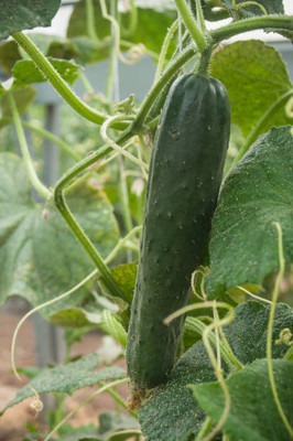 AFARTIOBINA 29 PCS CUCUMBER SEEDS Seed(29 per packet)