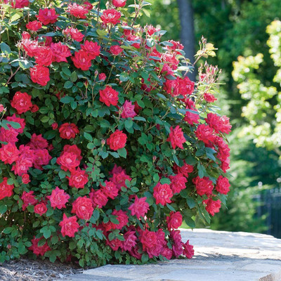 VibeX ® VXI-429 Knockout Double Rose Red Blooms Seed(50 per packet)