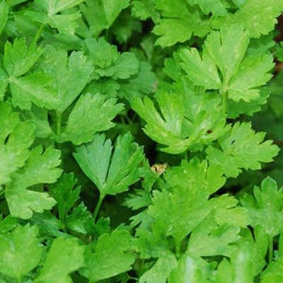 CYBEXIS KGF -37 - Forest Green Parsley - (750 Seeds) Seed(750 per packet)