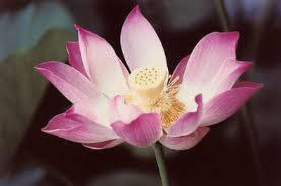 CARIBBEAN LOTUS SEEDS Seed(15 per packet)