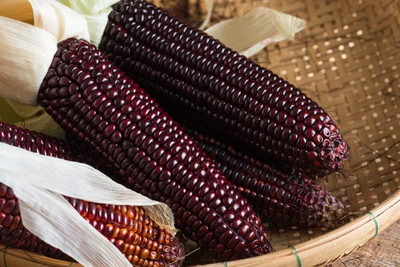 WILLVINE MAH -IV Bloody Butcher Corn-[1Kg] Seed(4000 per packet)