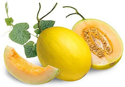CYBEXIS PUAS-60 - Yellow MelonCantaloupe Muskmelon Kharbuja - (150 Seeds) Seed(150 per packet)