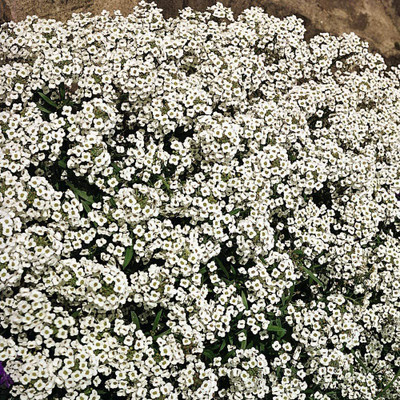 CYBEXIS Seed Alyssum Carpet of Snow Hardy Annual Ground Seed(50 per packet)