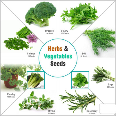 CYBEXIS Vegetable & Herb Seeds Combo Seed(5 g)
