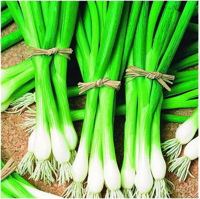 CYBEXIS XL-46 - Warrior Bunching Green Onion - (4500 Seeds) Seed(4500 per packet)