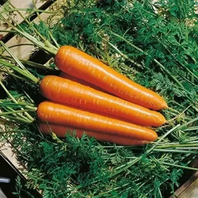 Aro Carrot, Gajar Seed(30 per packet)