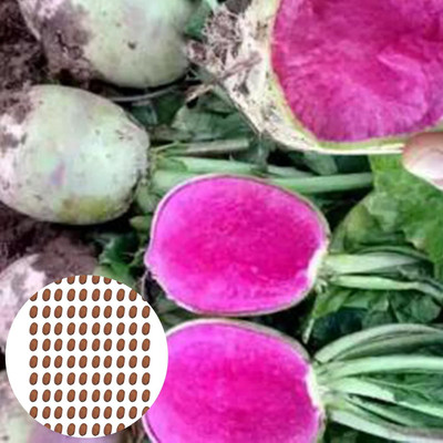 KNESSiN Radish Seed(1250 per packet)