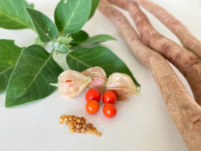 BDSresolve harvesting ashwagandha seeds Seed(35 per packet)