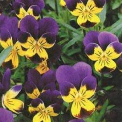 CYBEXIS Heartsease or Wild Pansy Seed(1 g)