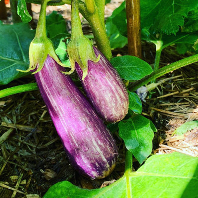Avysa Vegetable Brinjal Seed(500 per packet)
