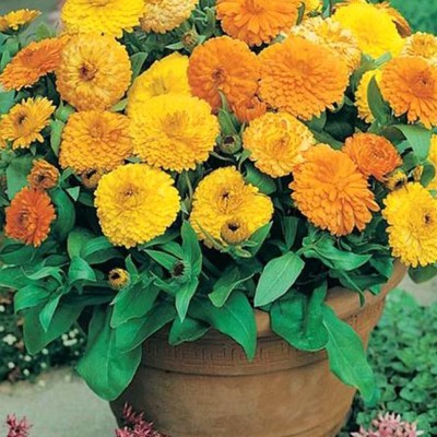 KANAYA Calendula Mix Seed(75 per packet)