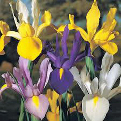 CRGO GLADIOULUS Seed(5 per packet)