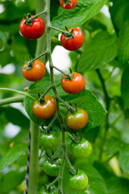 Sandhya Darshan tomato Seed(135 per packet)
