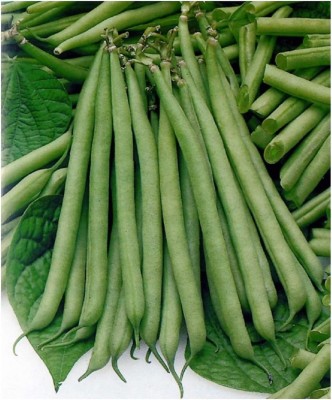 CYBEXIS French Bean Seeds800 Seeds Seed(800 per packet)