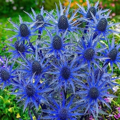 NooElec Seeds India ALL SEASONS- Blue Sea Holly Eryngium Flower Seed(35 per packet)