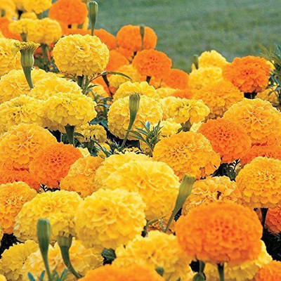 VibeX TLX-92 - Whopper Mix Marigold - (2250 Seeds) Seed(2250 per packet)