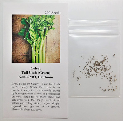 CYBEXIS NDIR-68 - Organic Utah Celery - (750 Seeds) Seed(750 per packet)
