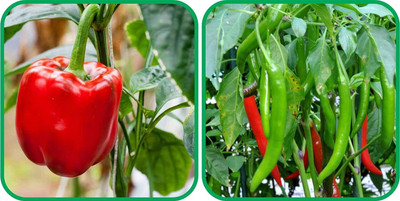 WILLVINE PUAS -II Chilli And Capsicum Red[50gm, 10000 Seeds] Seed(10000 per packet)