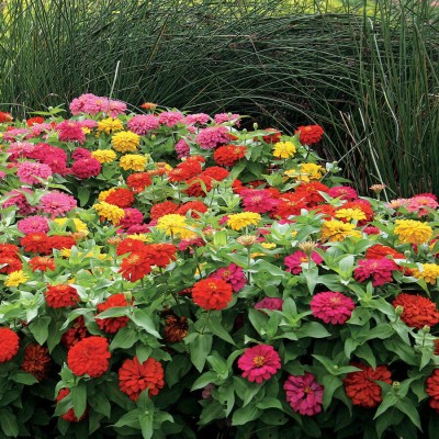 CEZIUS Ornamental Plant Flower Seed for Home Garden GIANT CALIFORNIA ZINNIA MIX Seed(100 per packet)