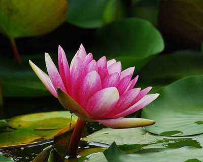 LiveNature lotus,kamal gatta Seed(10 per packet)