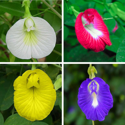 ARTA Butterfly Pea Flower Seed(35 per packet)