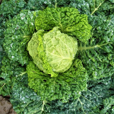 WILLVINE AMR -XIII Savoy Large Drumhead-Type Cabbage [2.5g] Seed(750 per packet)