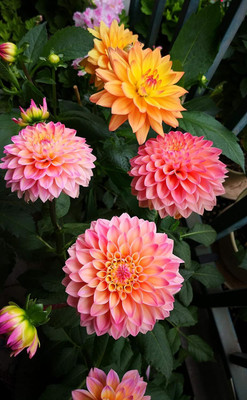 Qualtivate VVI-52 Mix Color Dahlia Seeds Seed(50 per packet)