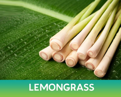 Glance Lemon Grass Herbs seeds for home garden Seed(100 per packet)