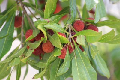 MAA LITCHI,LICHEE,LYCHEE Seed(10 per packet)