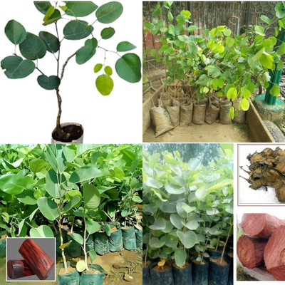 ibains red sandalwood tree seeds chandan plant beej 39 Seed(39 per packet)