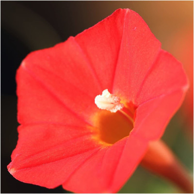 WILLVINE ™ Cardinal Climber Vine (Ipomea Quamoclit)-2000 SEEDS Seed(2000 per packet)
